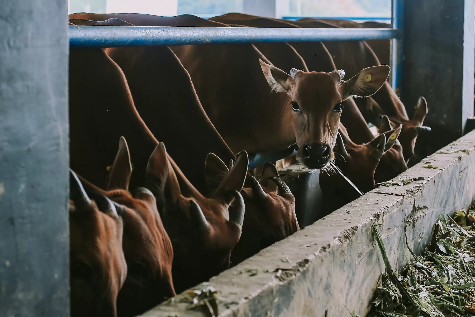 cattle farm | Become a Registered Livestock Producer with Meatco