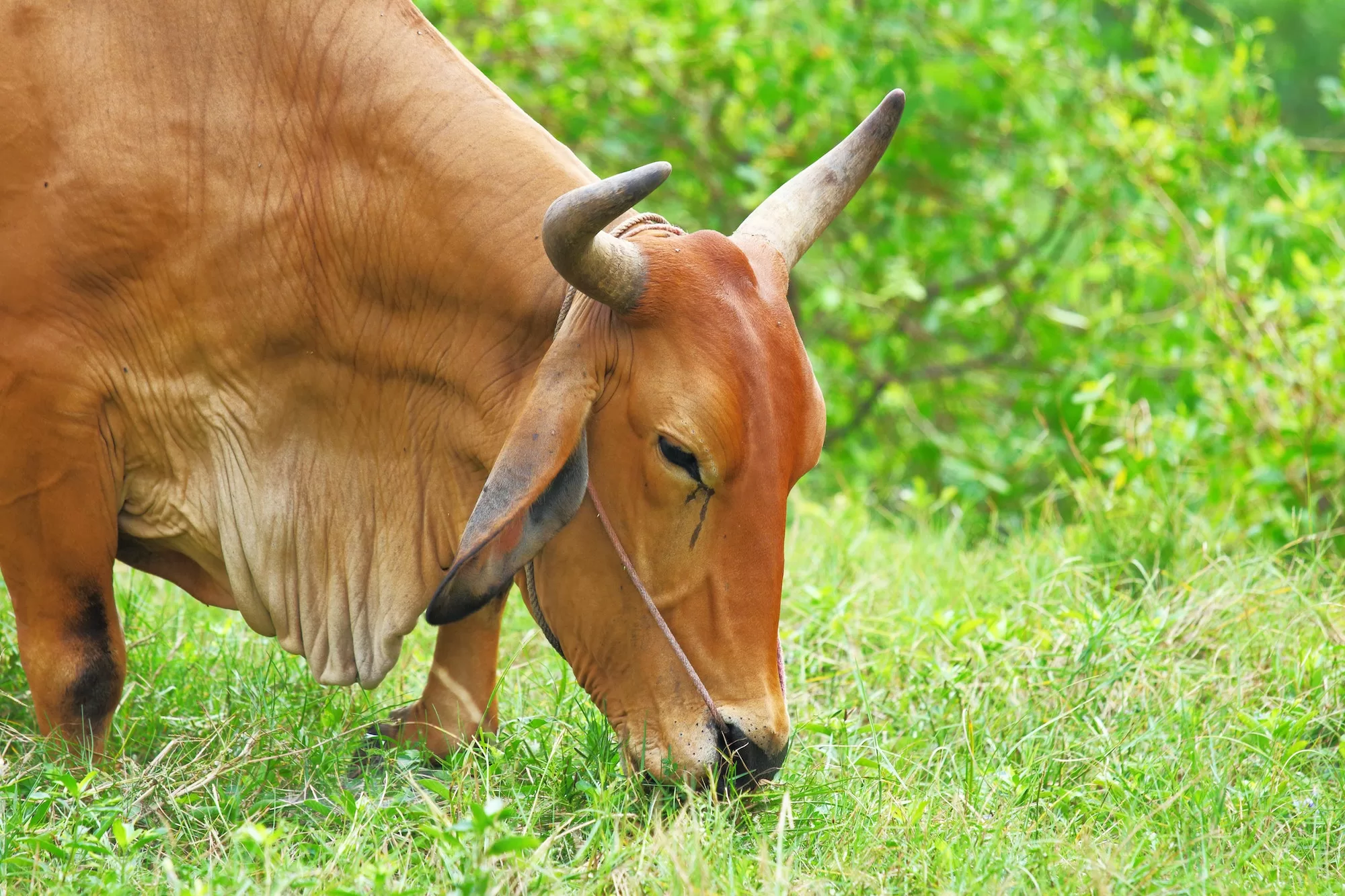 Cow | 1. Animal Identification Made Easy with NamLITS Online