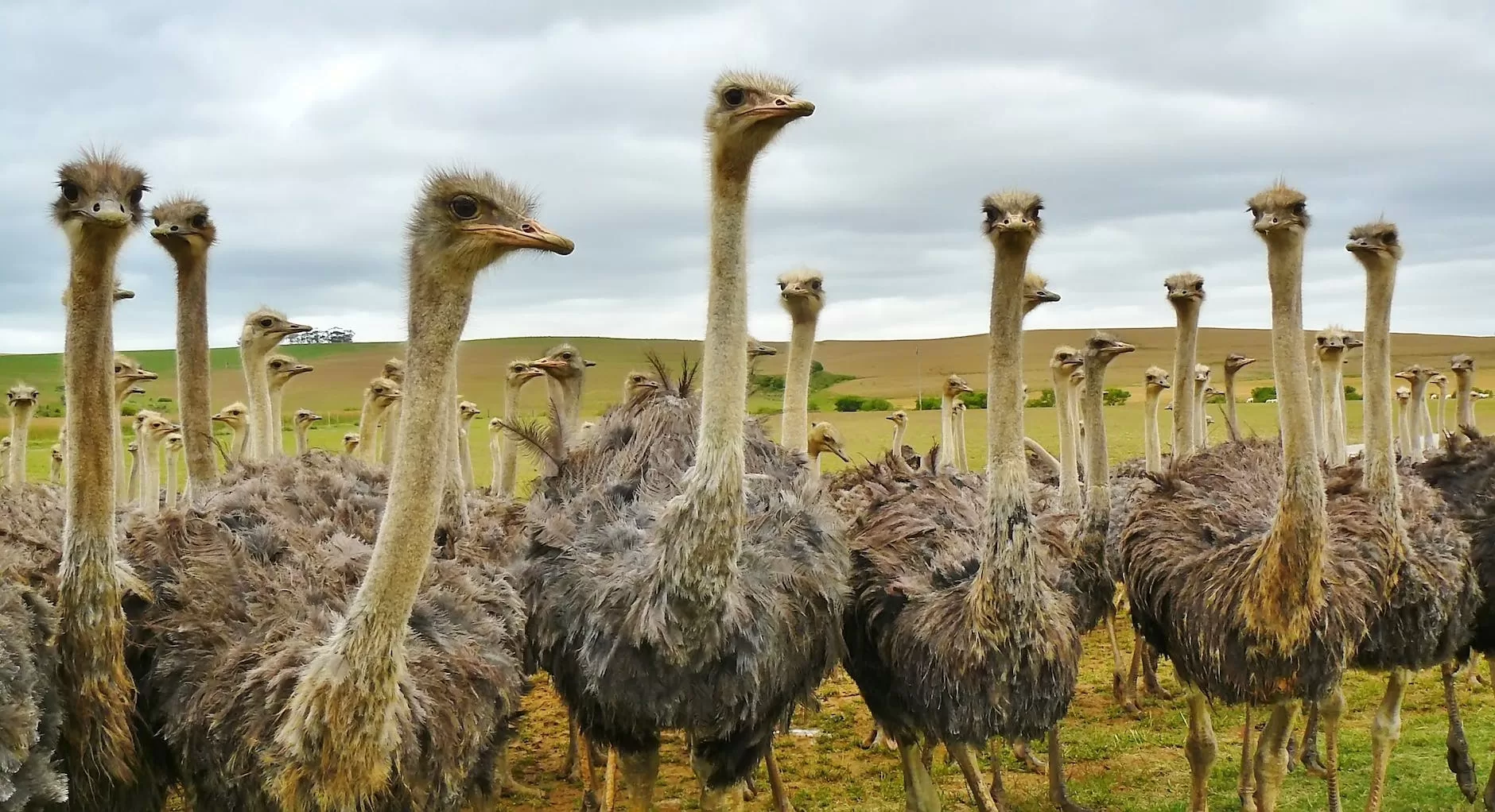 Q: Where can I find the forms to complete to export ostriches and ostrich eggs in south Africa?
