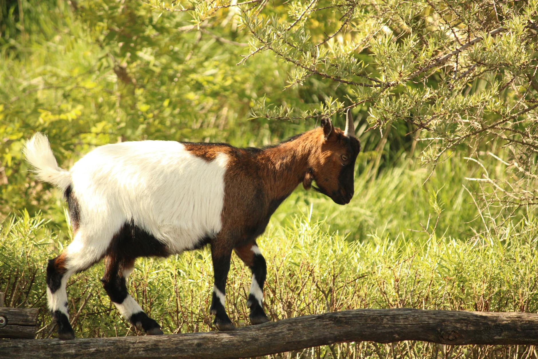 Final Thoughts on Dairy Goat Farming in Namibia