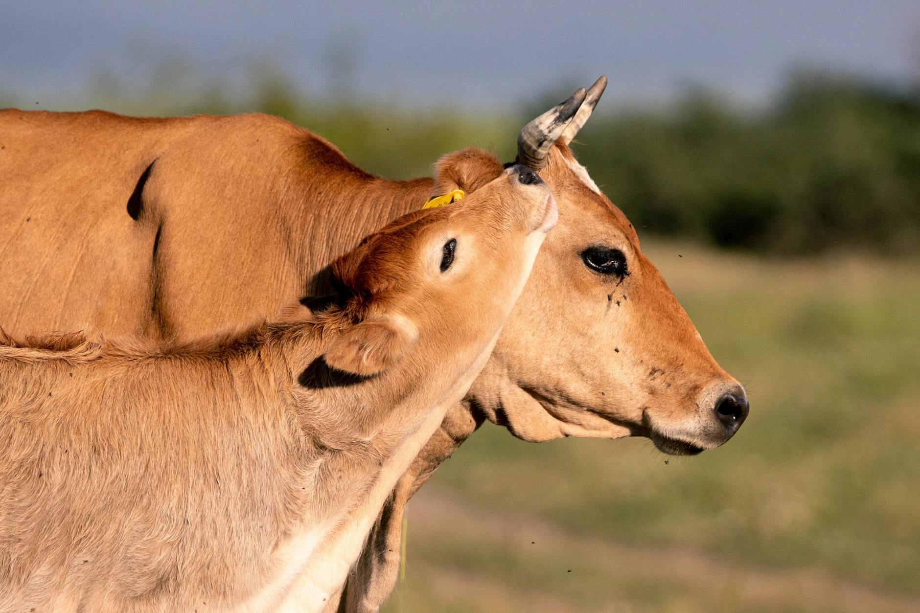 Final Thoughts on How to Qualify to Sell Cattle to Meatco in Namibia