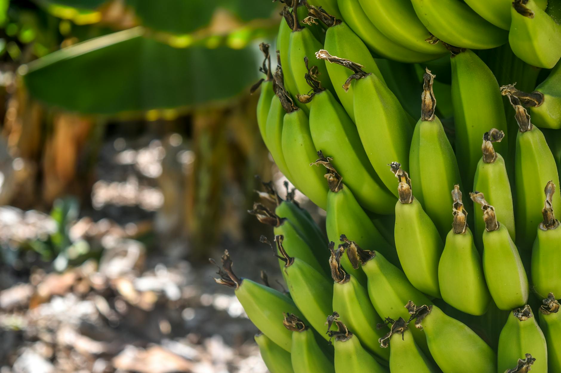 Frequently Asked Questions About Making a Million with Bananas in Namibia: