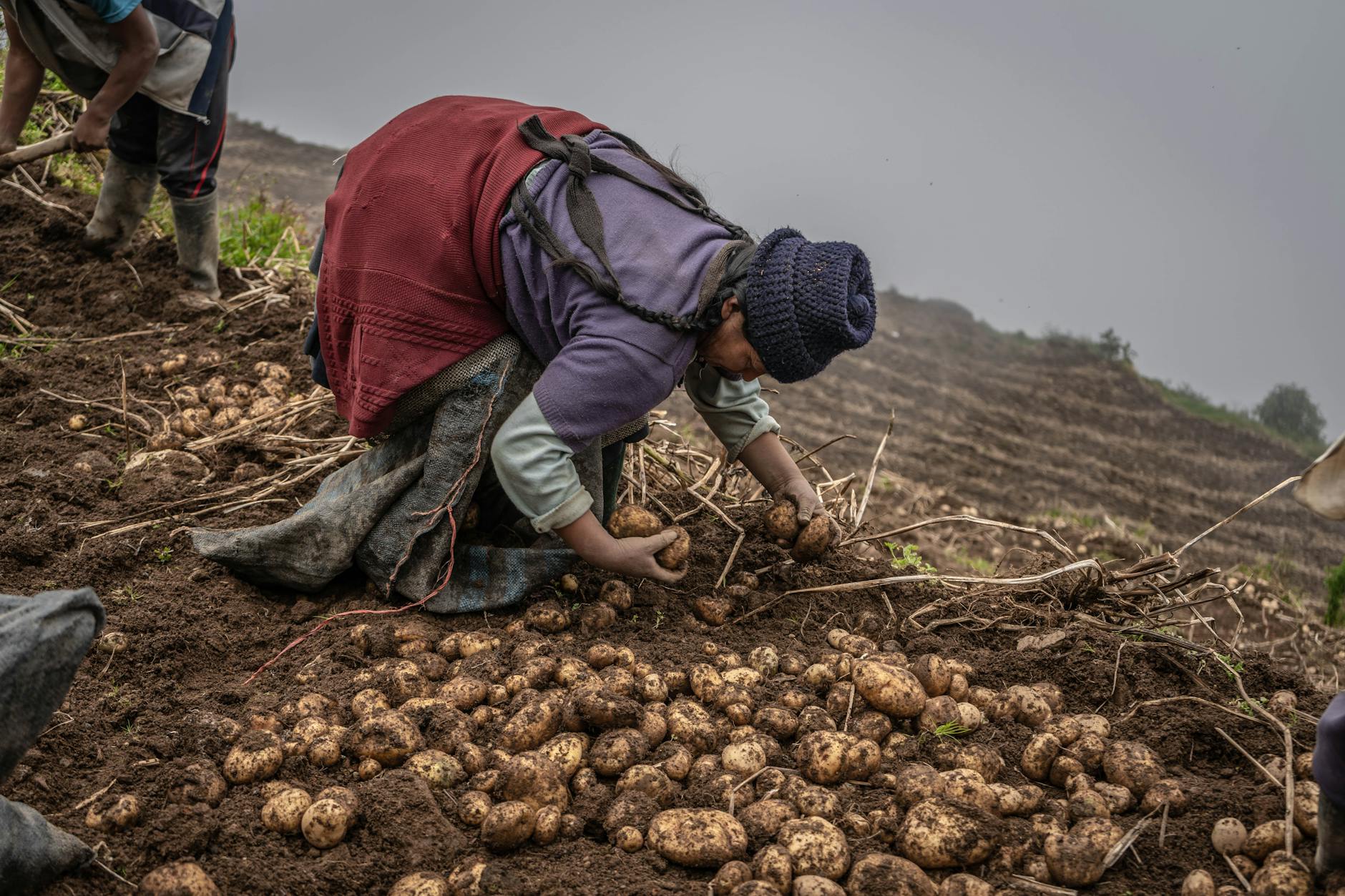 Best Time for Planting Potatoes in Namibia