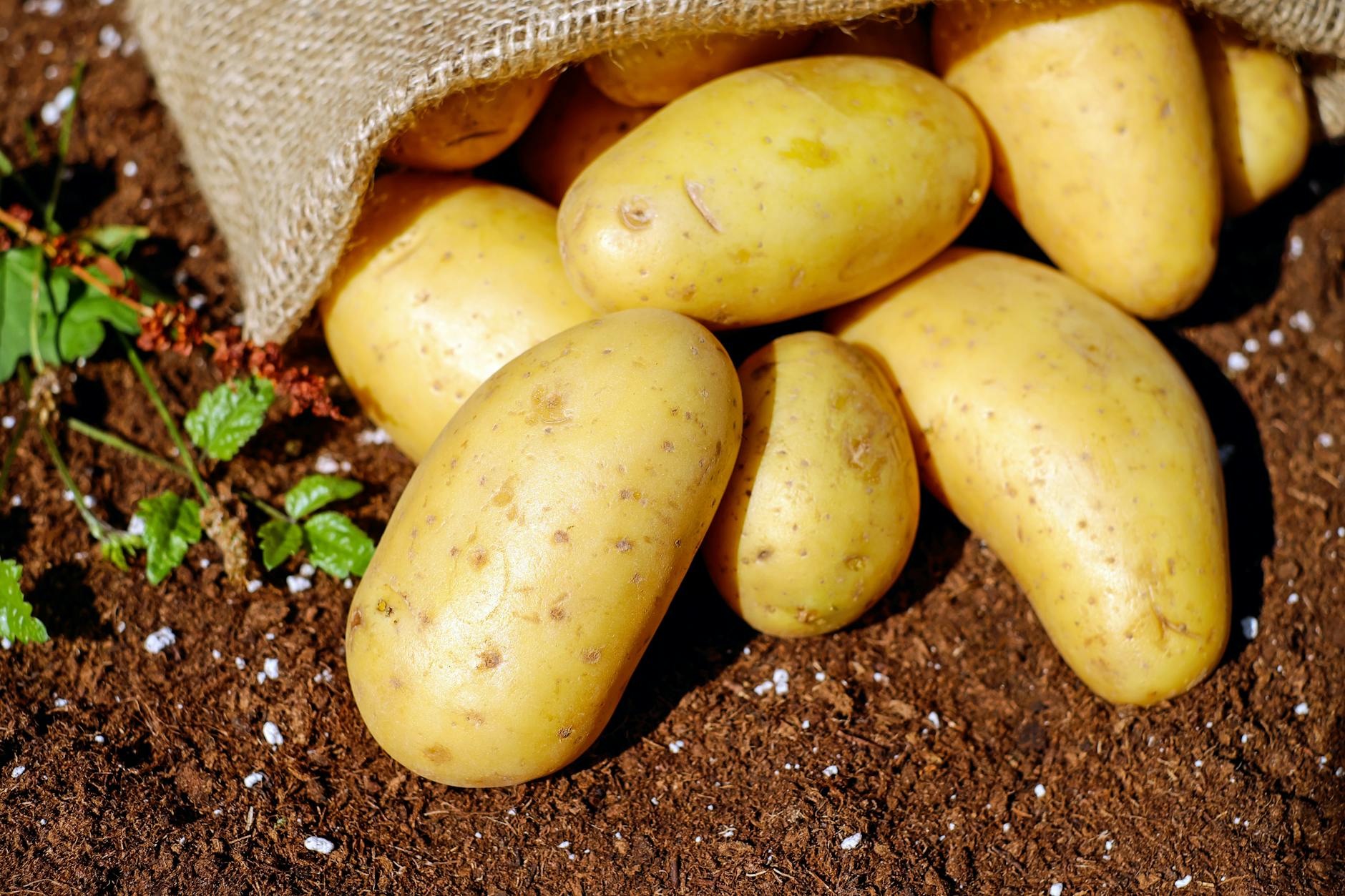 Final Thoughts on How to Make Money Growing Potatoes in Namibia