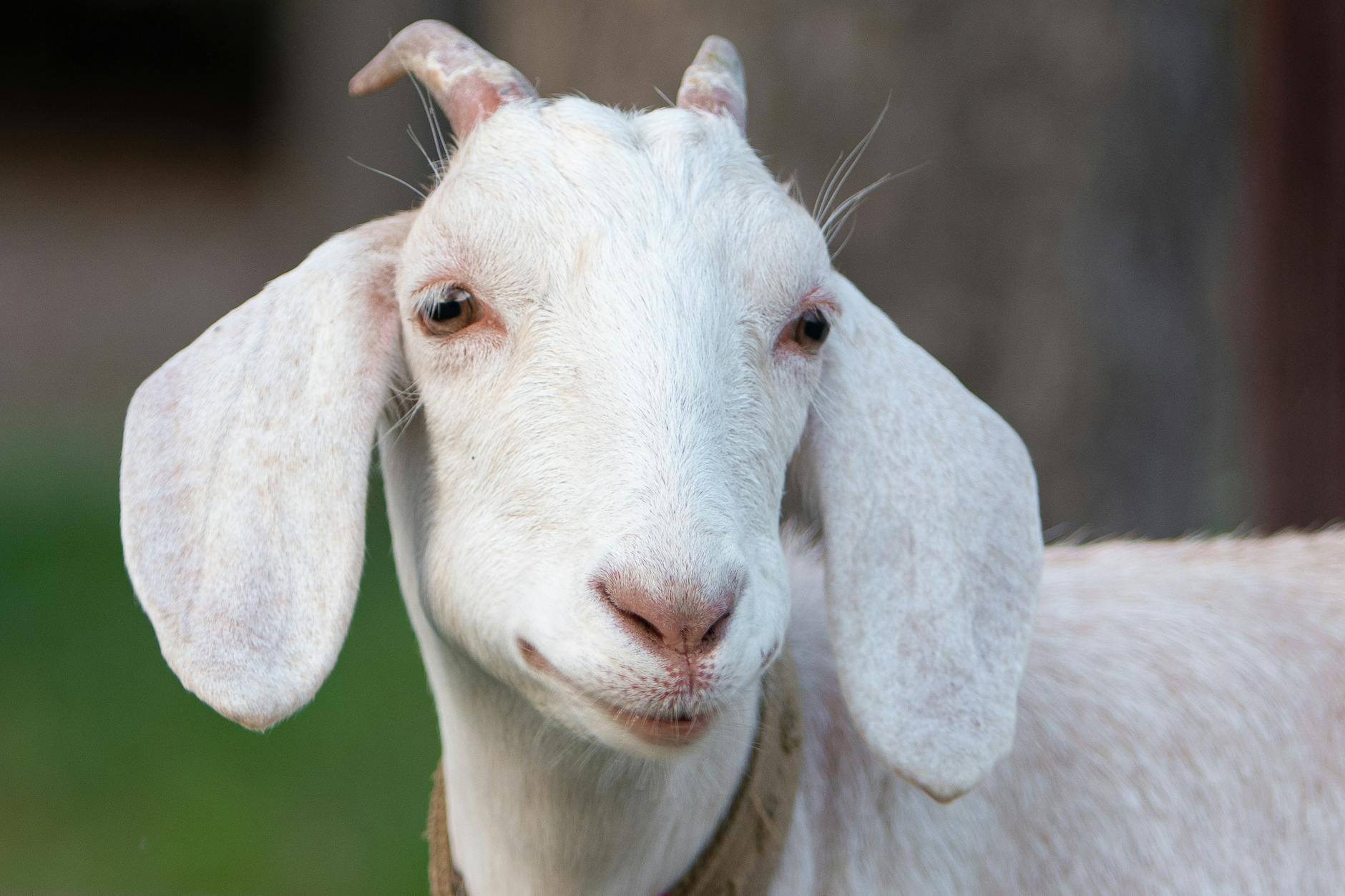 Final Thoughts on Things to Consider Before Starting a Goat Farm Business
