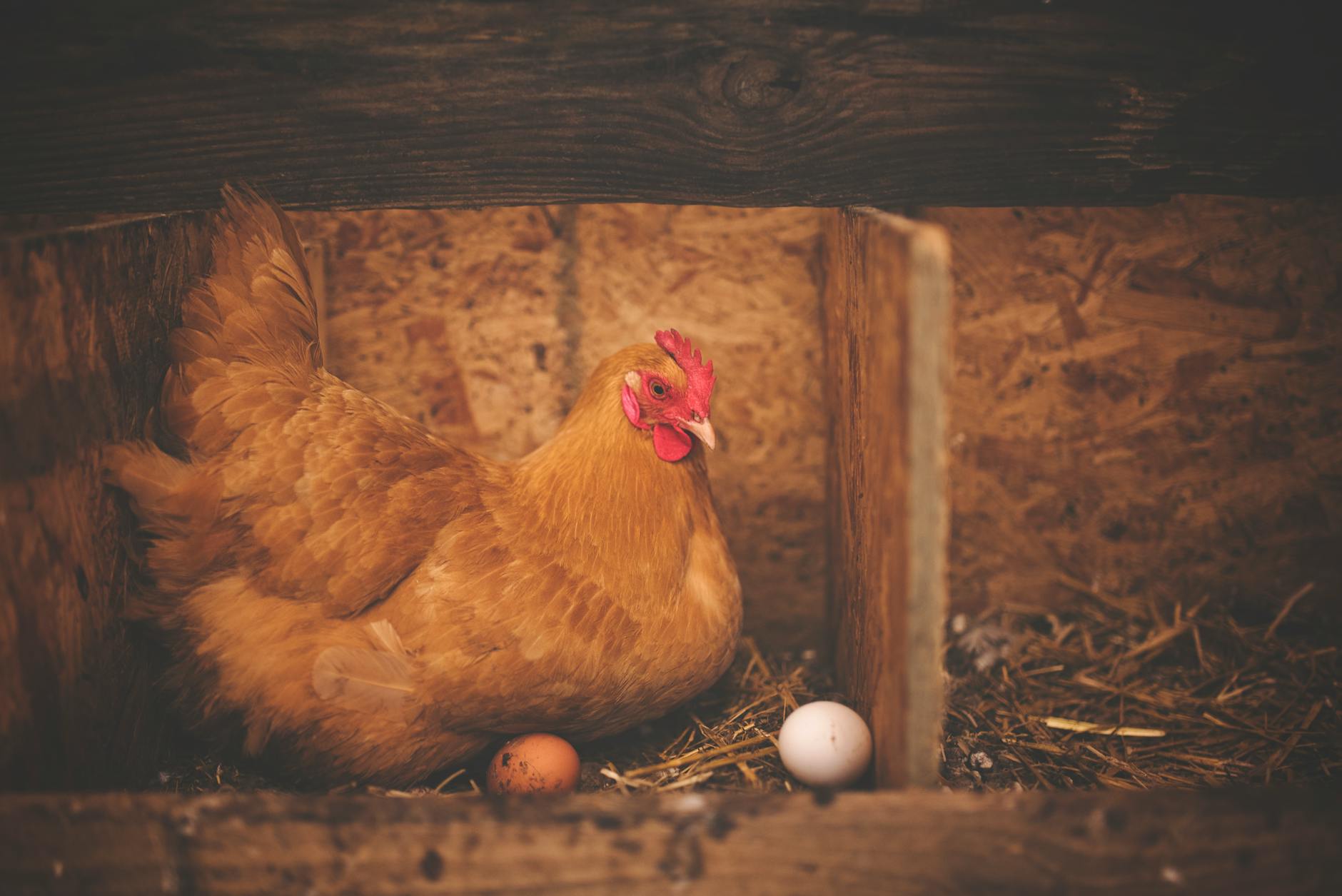 Understanding the Potential: Is It Really Possible to Increase Egg Production?