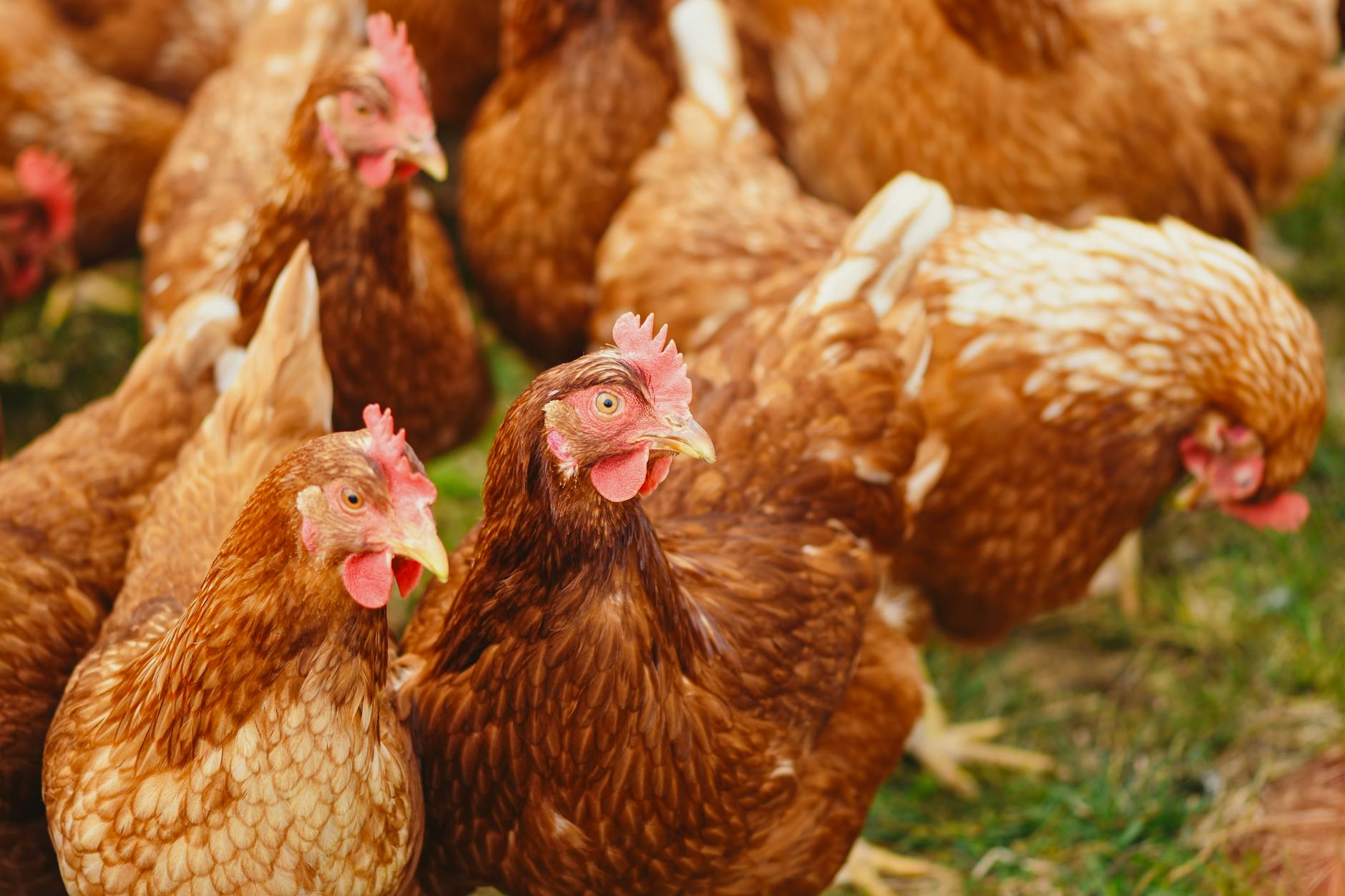 Final Thoughts on Poultry Farm Business Plan
