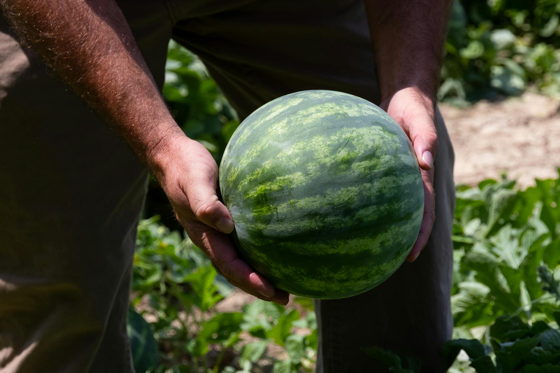 Final Thoughts on Growing Watermelons in Namibia