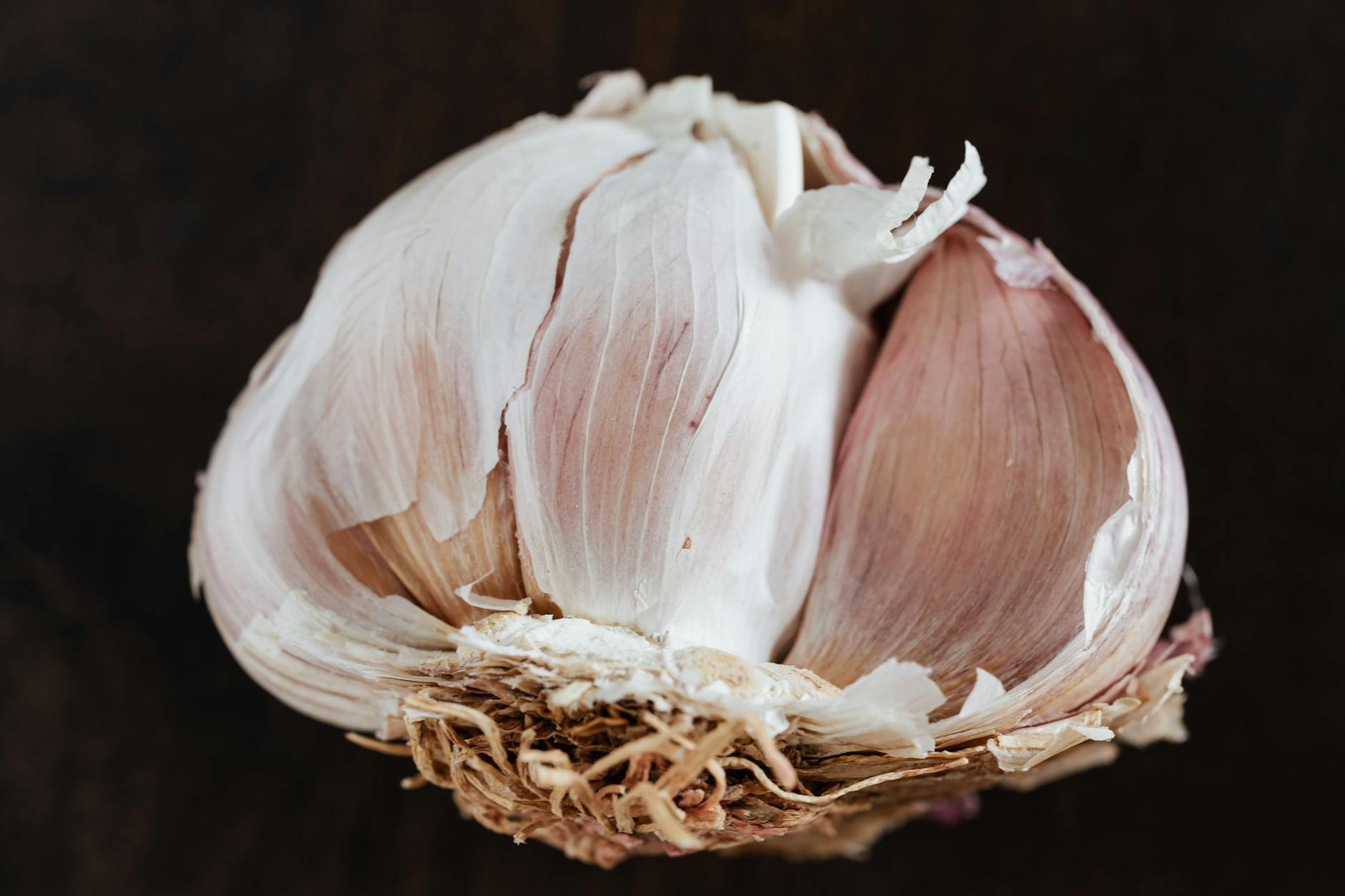 Some growers have reported yields of up to 65,520 pounds per acre, making garlic one of the most lucrative high profit crops you can cultivate
