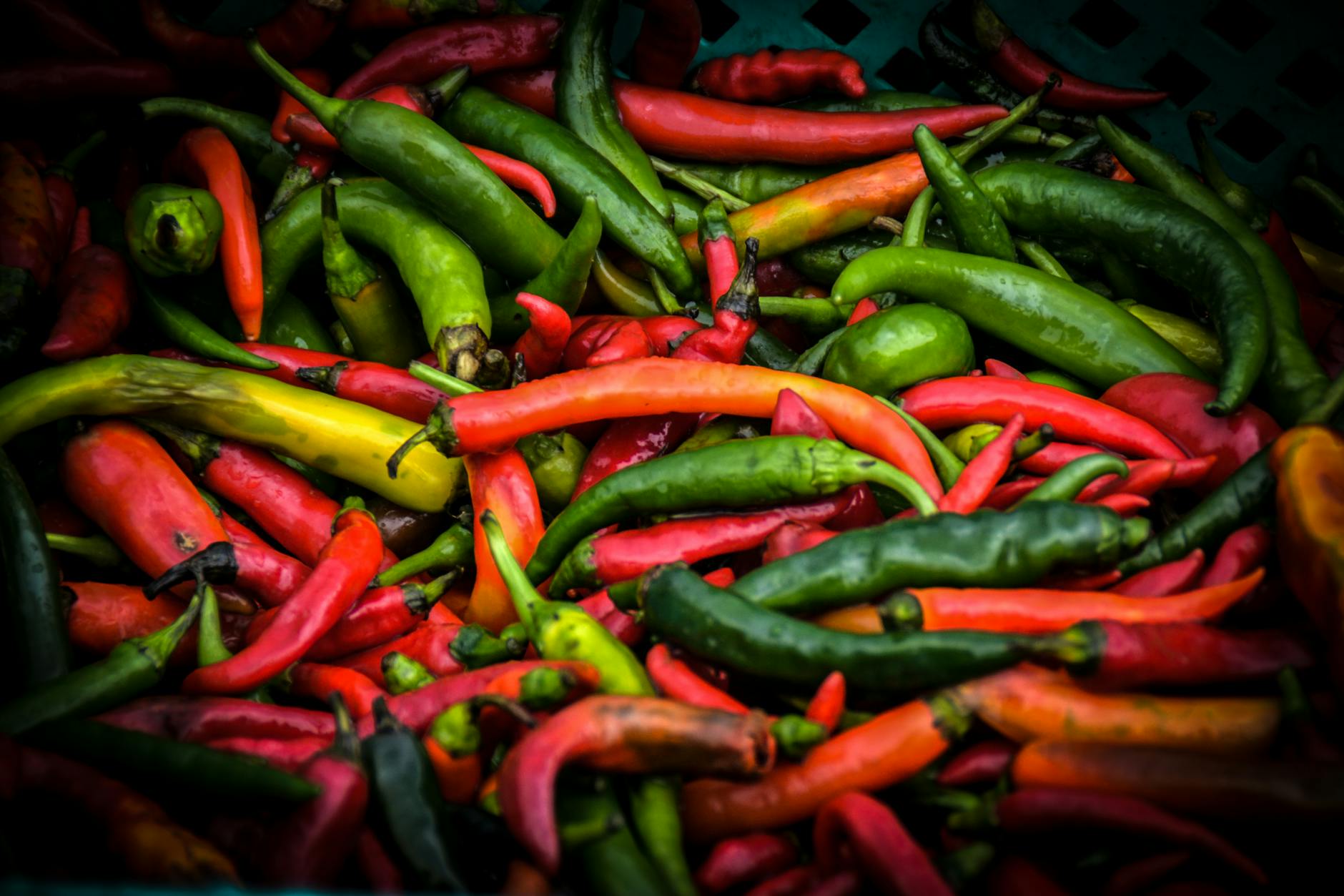 Final Thoughts on How to Grow Chili Pepper for Export in Africa