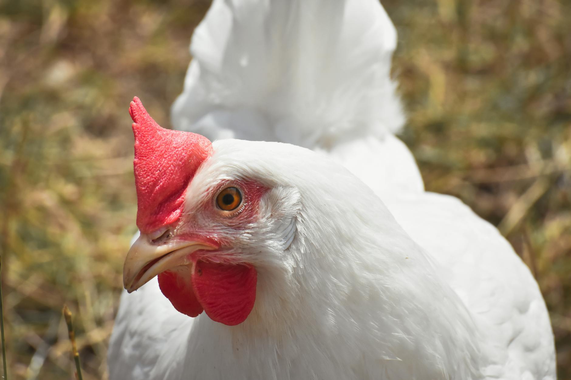 Final Thoughts on Broilers Longer Than 6 Weeks