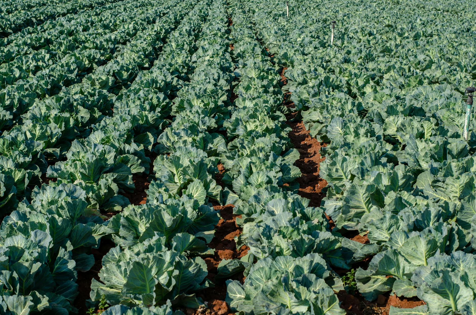 Final Thoughts on Best Spacing for Cabbage Farming