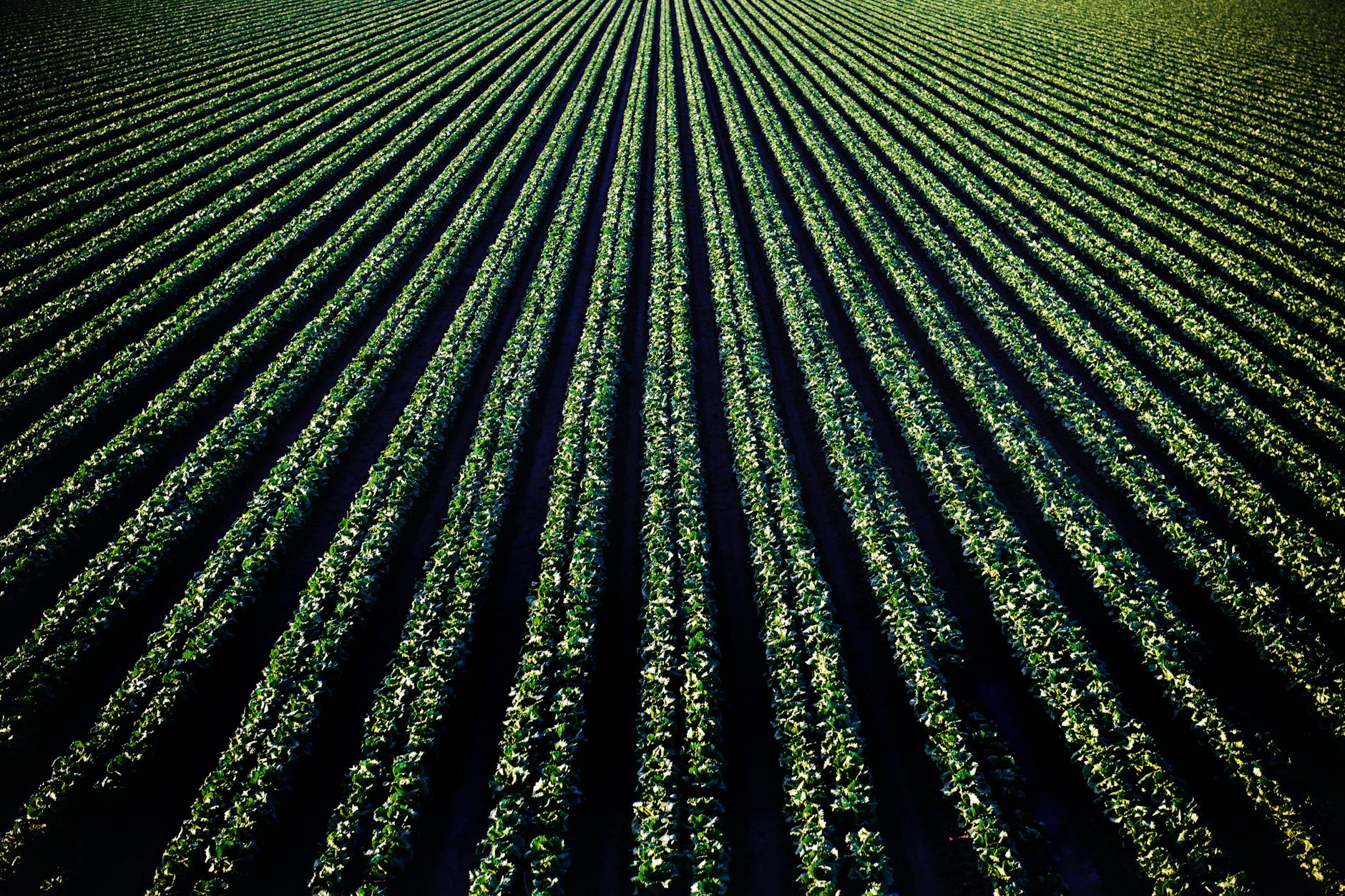 Final Thoughts on Crops That Can Generate Cash in Africa