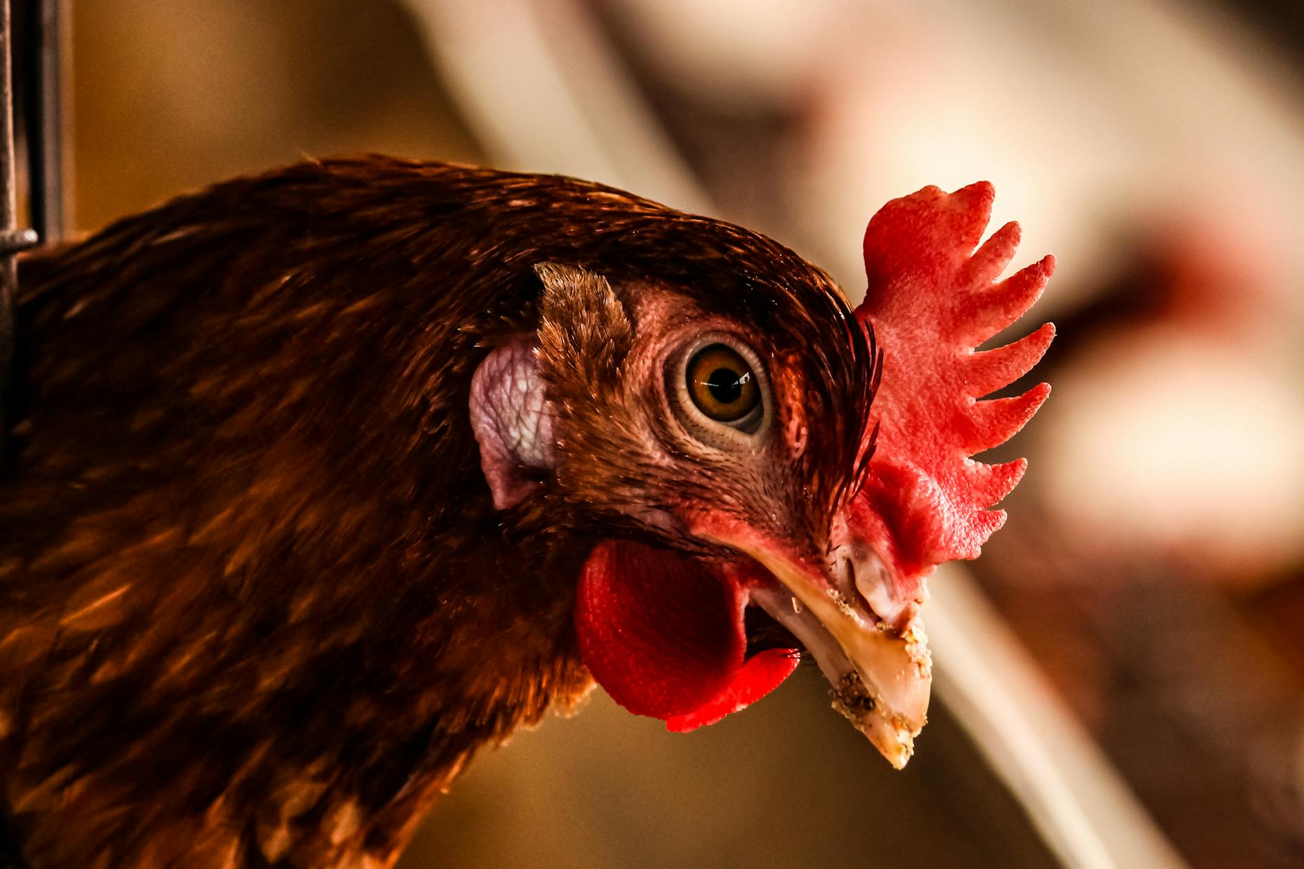 Final Thoughts on Broilers vs Layers: Which Poultry Farming Path Should You Take?