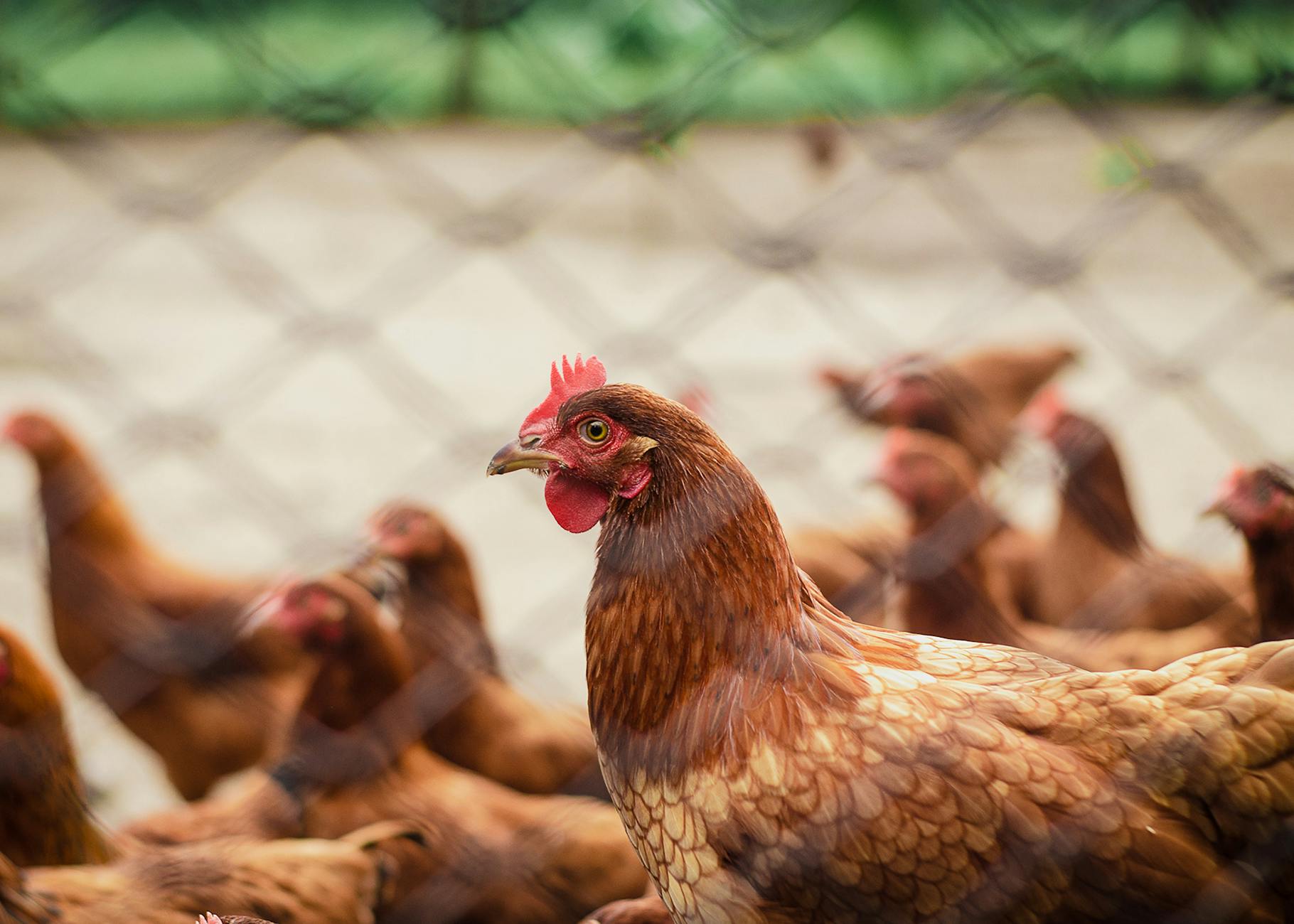 Final Thoughts on How to Start a Poultry Farm in Namibia