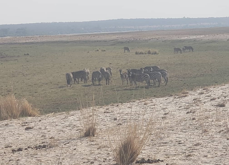 wildlife species on the site