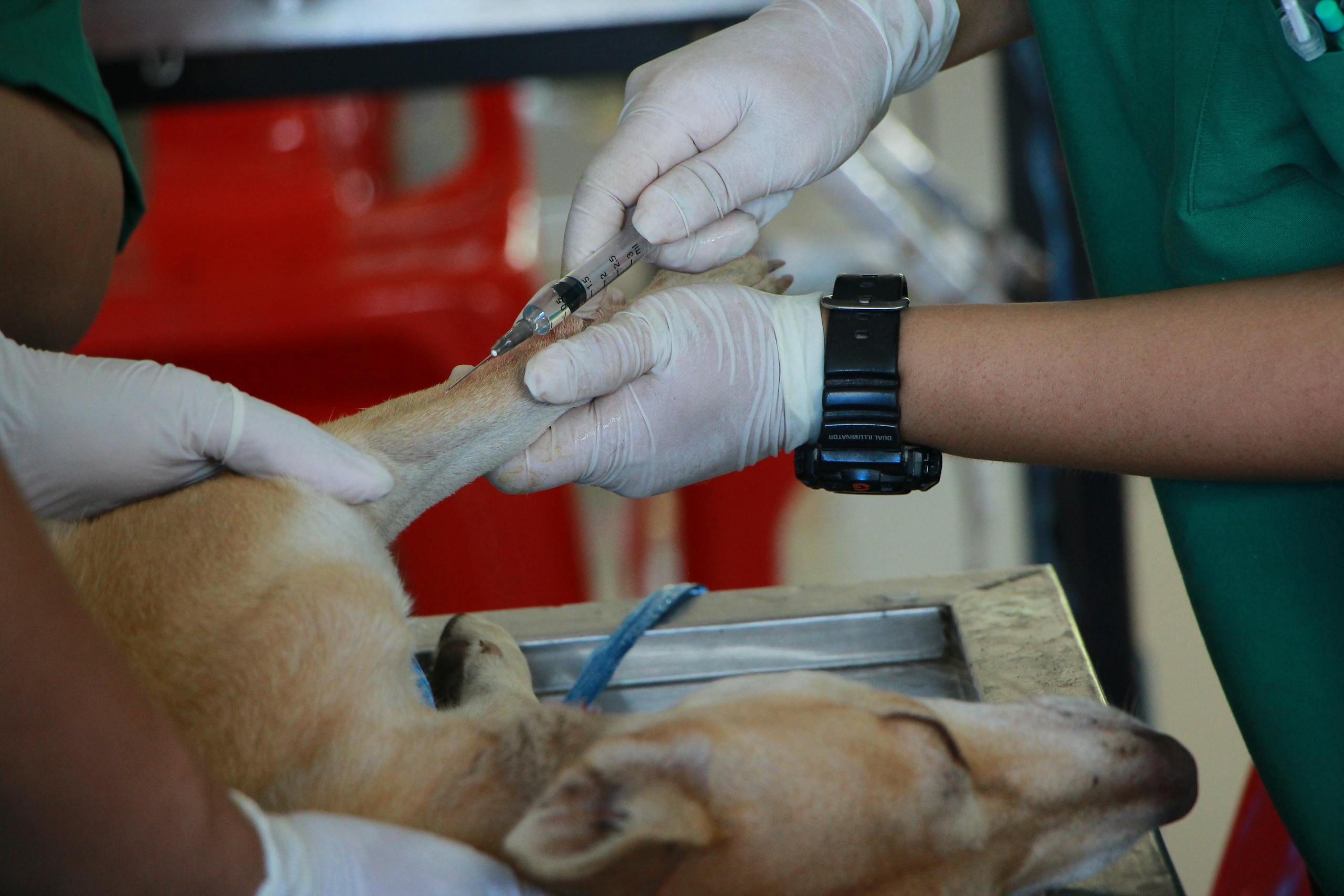 Final Thoughts on How to Start an Animal Hospital Business in Africa
